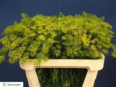 <h4>Anethum Graveolens</h4>