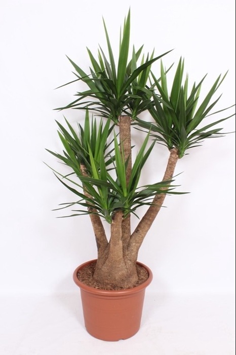 <h4>Yucca Elephantipes</h4>