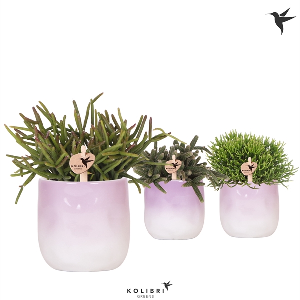 <h4>Kolibri Greens Rhipsalis mix in Gradience pot lila mix</h4>