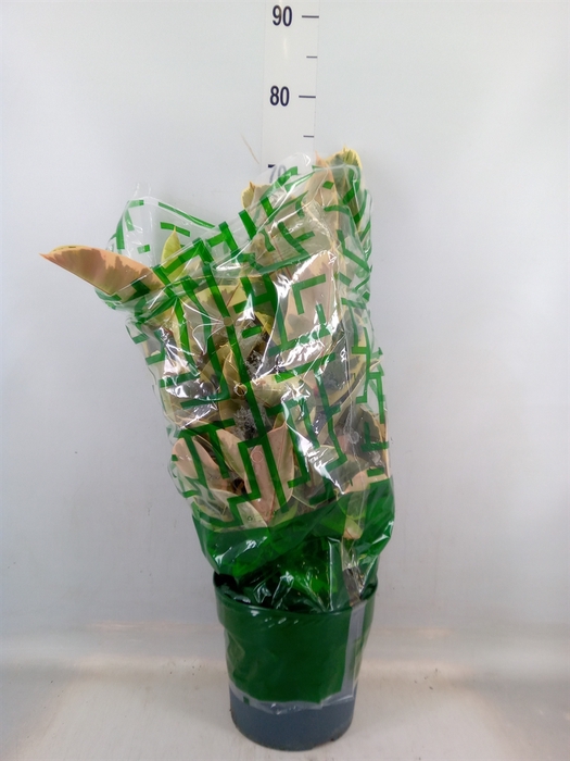 <h4>Ficus elastica 'Tineke'</h4>