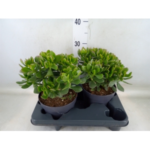 Crassula  'Minova Magic'