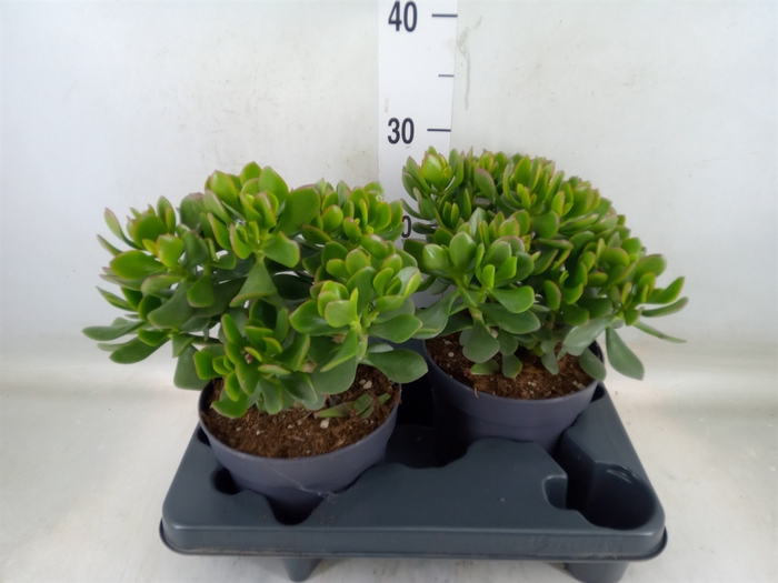 <h4>Crassula  'Minova Magic'</h4>