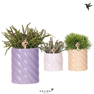 Kolibri Greens Rhipsalis mix in Candy pot pink mix