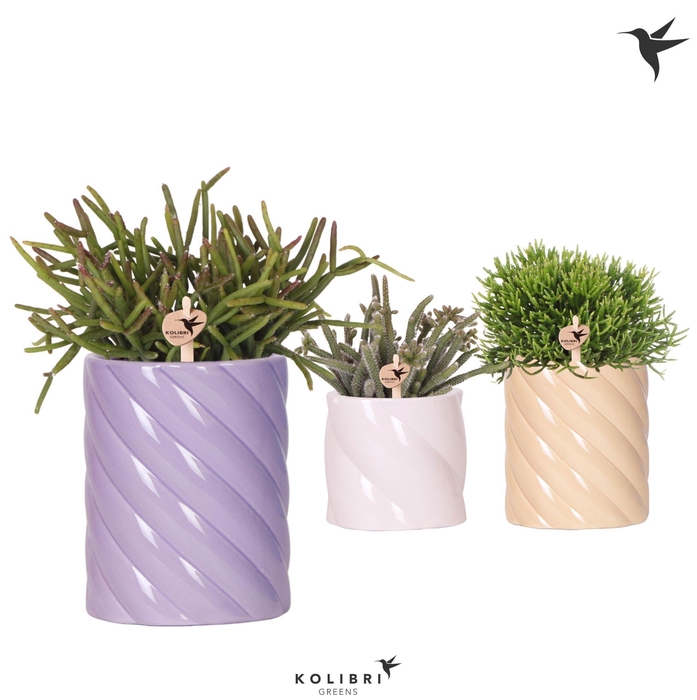 <h4>Kolibri Greens Rhipsalis mix in Candy pot pink mix</h4>