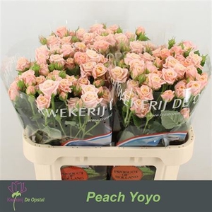 R Tr Peach Yo-yo 70cm