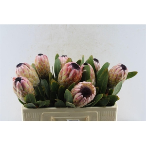 Protea Susara Ex