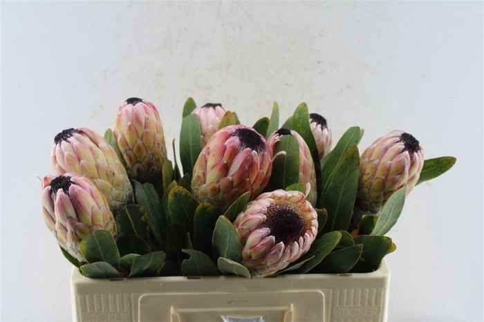 <h4>Protea Susara Ex</h4>