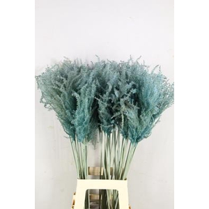 Df Miscanthus 90cm Light Blue