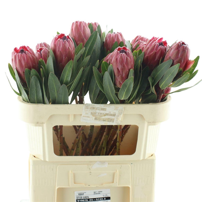 <h4>Protea Lancelot</h4>