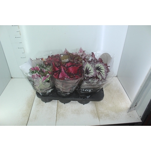 BEGONIA BELEAF P15 PO