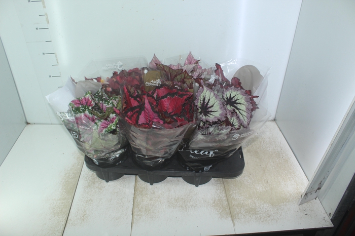 <h4>BEGONIA BELEAF P15 PO</h4>