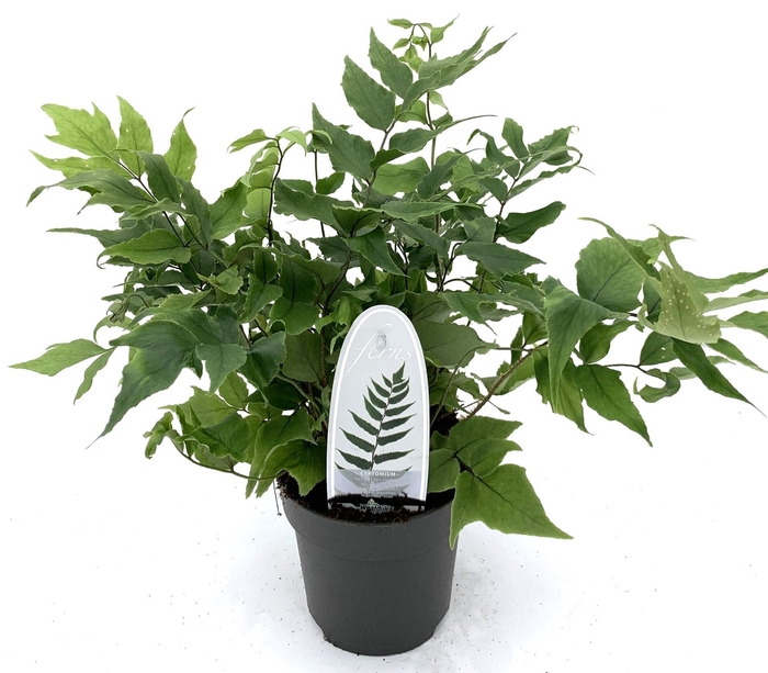 Cyrtomium fortunei clivicola