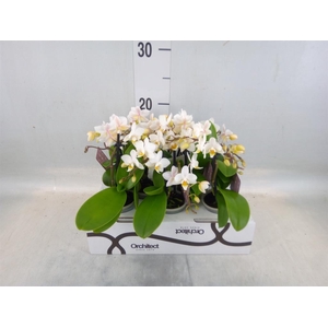 Phalaenopsis   ...mini