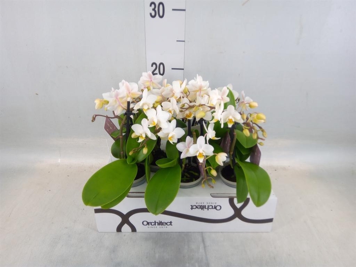 <h4>Phalaenopsis   ...mini</h4>