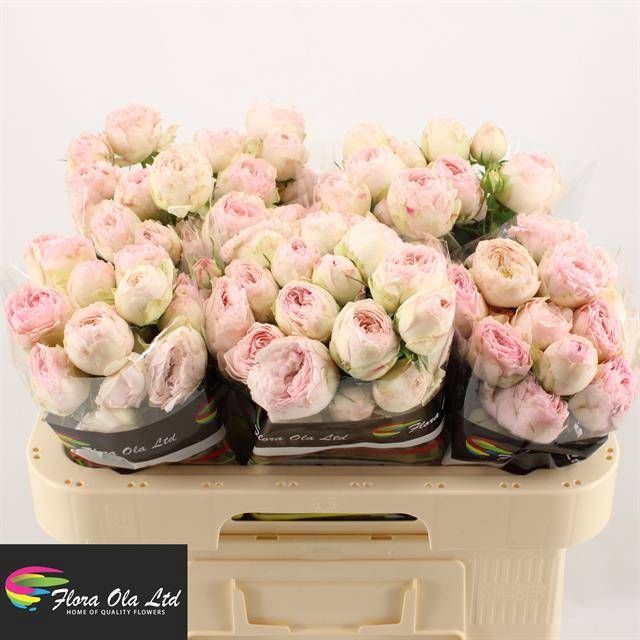 <h4>R Tr Mansfield Park Flora Ola</h4>