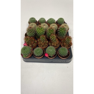 Cactus Mammillaria mix met bloem