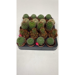 Cactus Mammillaria mix met bloem