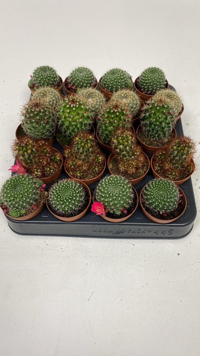 <h4>Cactus Mammillaria mix met bloem</h4>