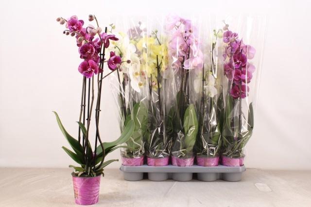 <h4>PHAL GEM 5 KL</h4>