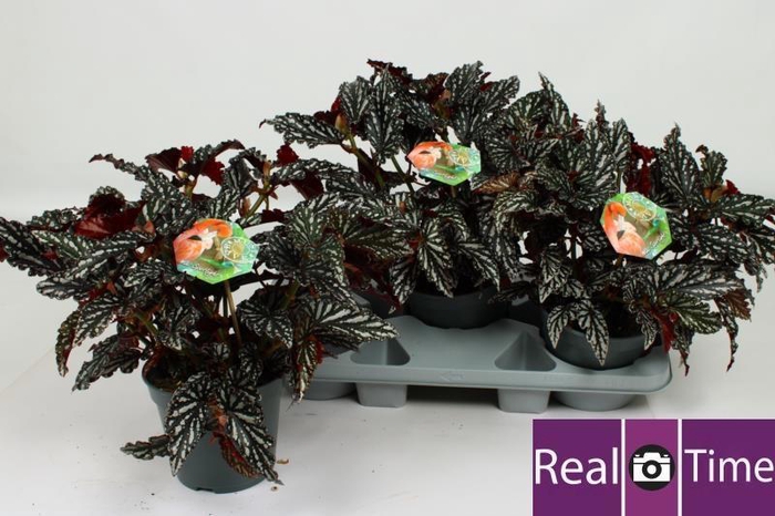 <h4>BEG MA SPOTL  DARK</h4>