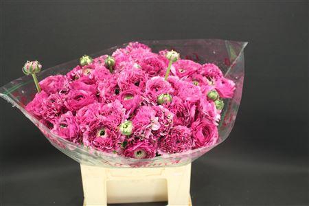 <h4>Cl Pon-pon Lily 566</h4>