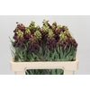 Fritillaria Persica