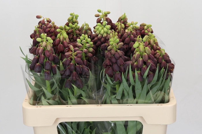 <h4>FRITILLARIA PERSICA</h4>