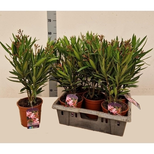 NERI OLEANDER