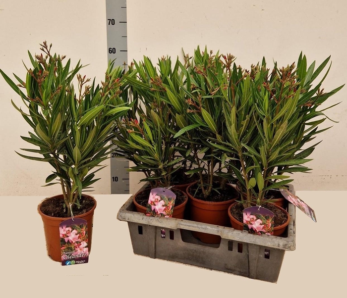 <h4>NERI OLEANDER</h4>