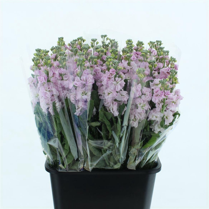<h4>Matthiola Incana Cherry</h4>
