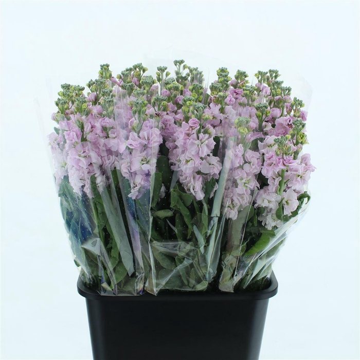 <h4>Matth Incana Iron Cherry Blossom Super</h4>