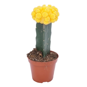 Gymnocalyc mihanovich