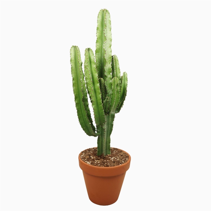 <h4>Euphorbia abyssinica</h4>