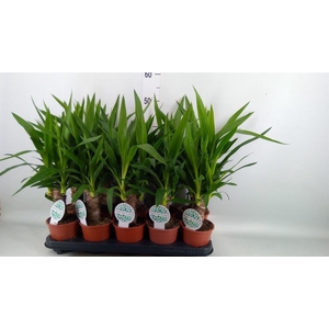 Yucca   ...