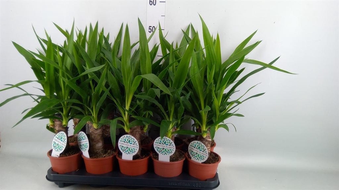 <h4>Yucca   ...</h4>