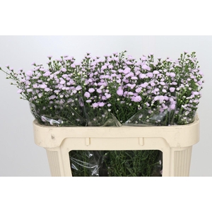 Aster Baby Pink Pearl