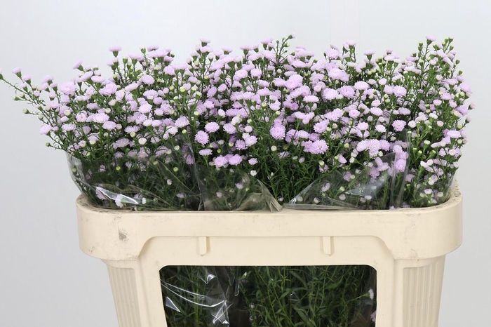 <h4>Aster Baby Pink Pearl</h4>