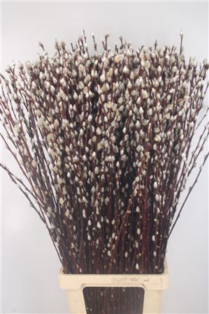 <h4>Salix Ca Snow Flake</h4>