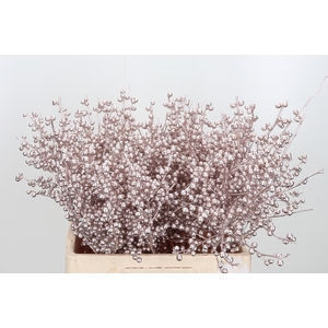 Ilex Kl Bh Champagne