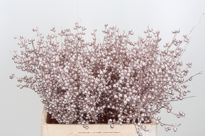 <h4>Ilex Kl Bh Champagne</h4>