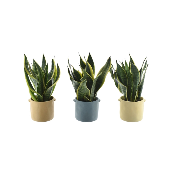 <h4>Sansevieria Superba in pot Charlotte</h4>