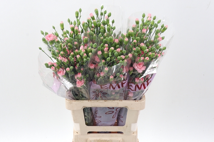 <h4>Di Tr Rascal Pink</h4>