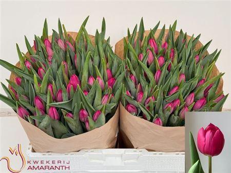 <h4>Tu En Pink Ardour</h4>