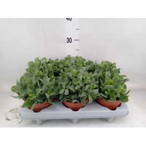 Crassula arborescens 'Curly'