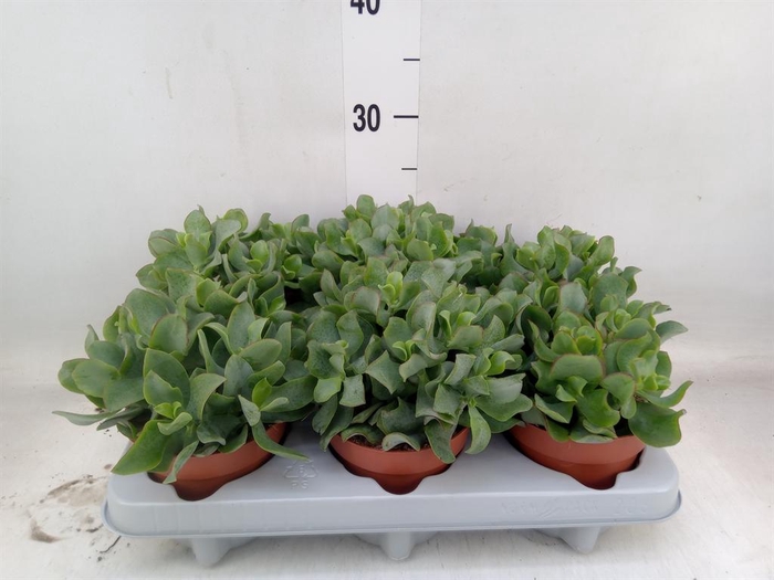 <h4>Crassula arborescens 'Curly'</h4>