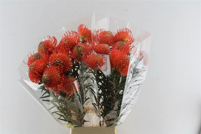 <h4>Leuco Co Succession</h4>