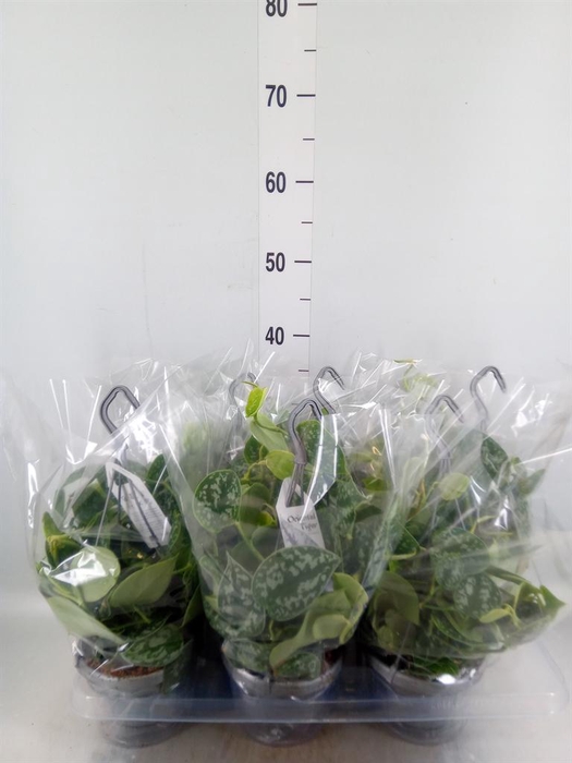 <h4>Scindapsus pictus 'Argyraeus'</h4>