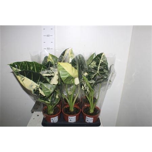 Alocasia Frydek Variegata Keramiek Wit