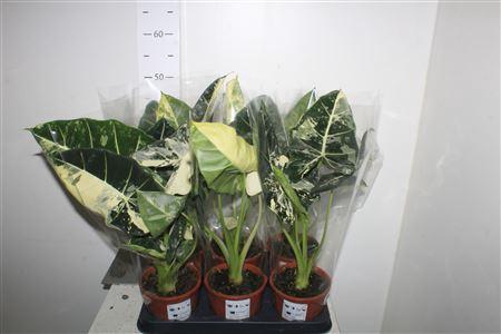 <h4>Alocasia Frydek Variegata Keramiek Wit</h4>