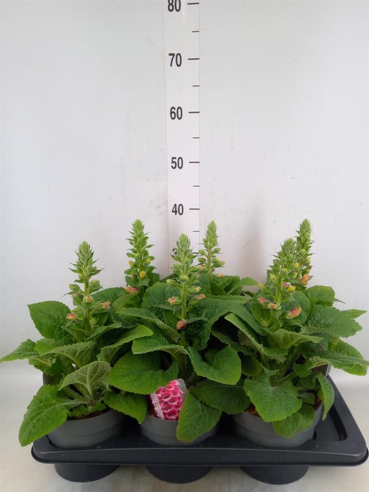 <h4>Digitalis   ...</h4>